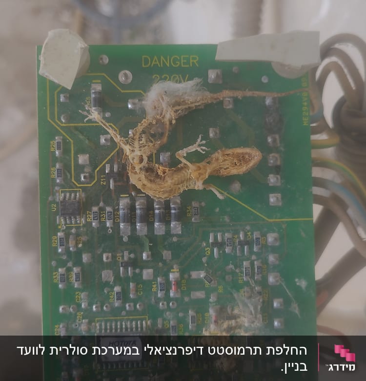 מעגל חשמלי עם רכיבים ולטאה מתה על פניו